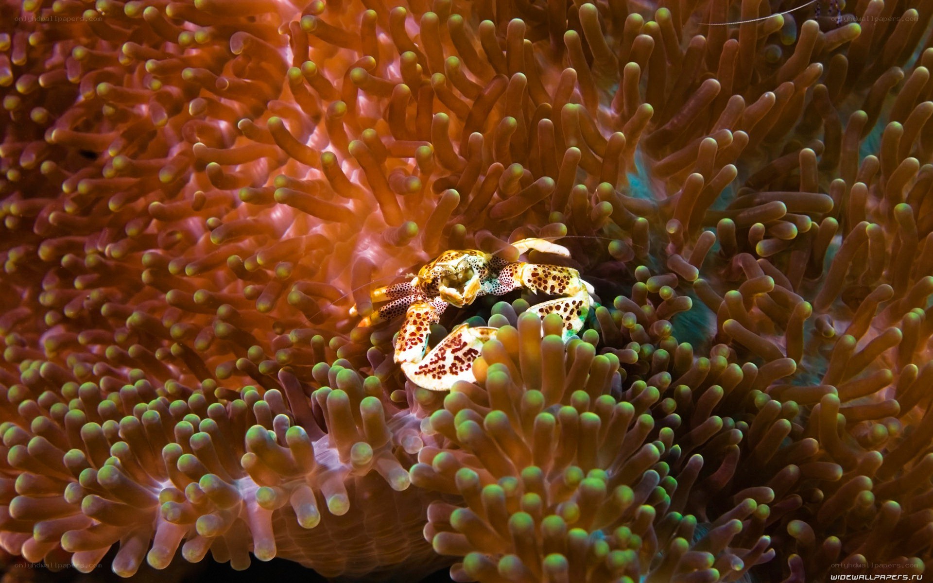 crab in sea anemone