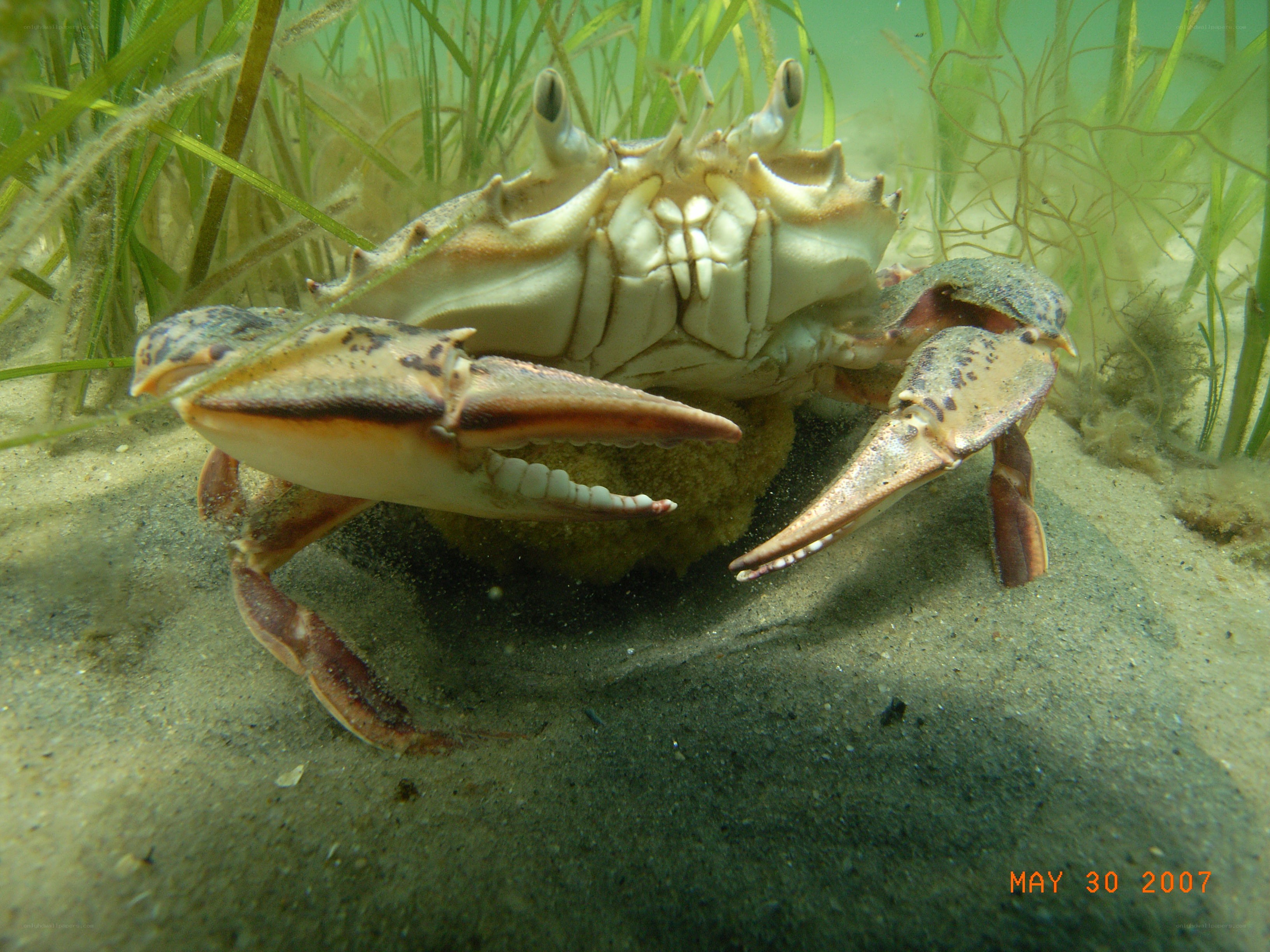crab in seagrass bed