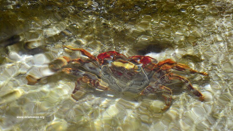 Crab in Shallow Water — Brown