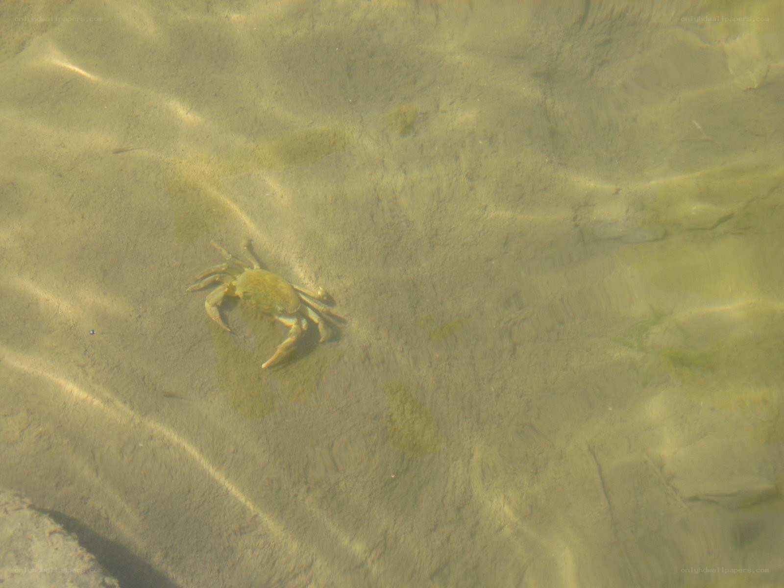 crab in shallow water