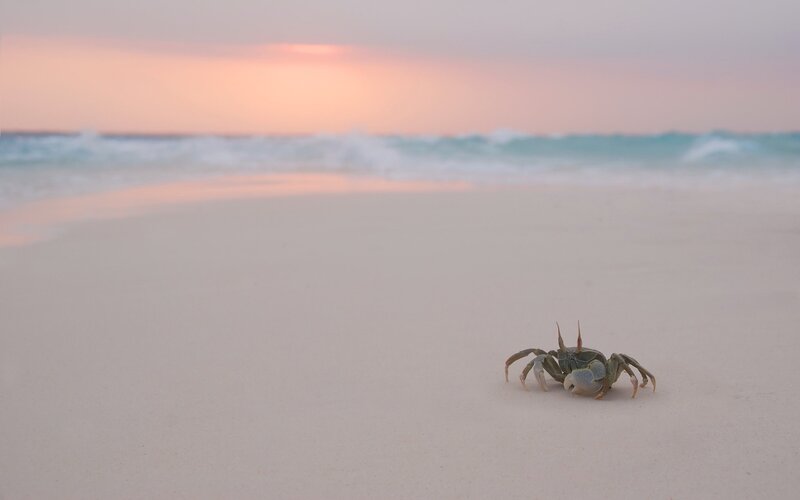 Crab on a beach at sunset