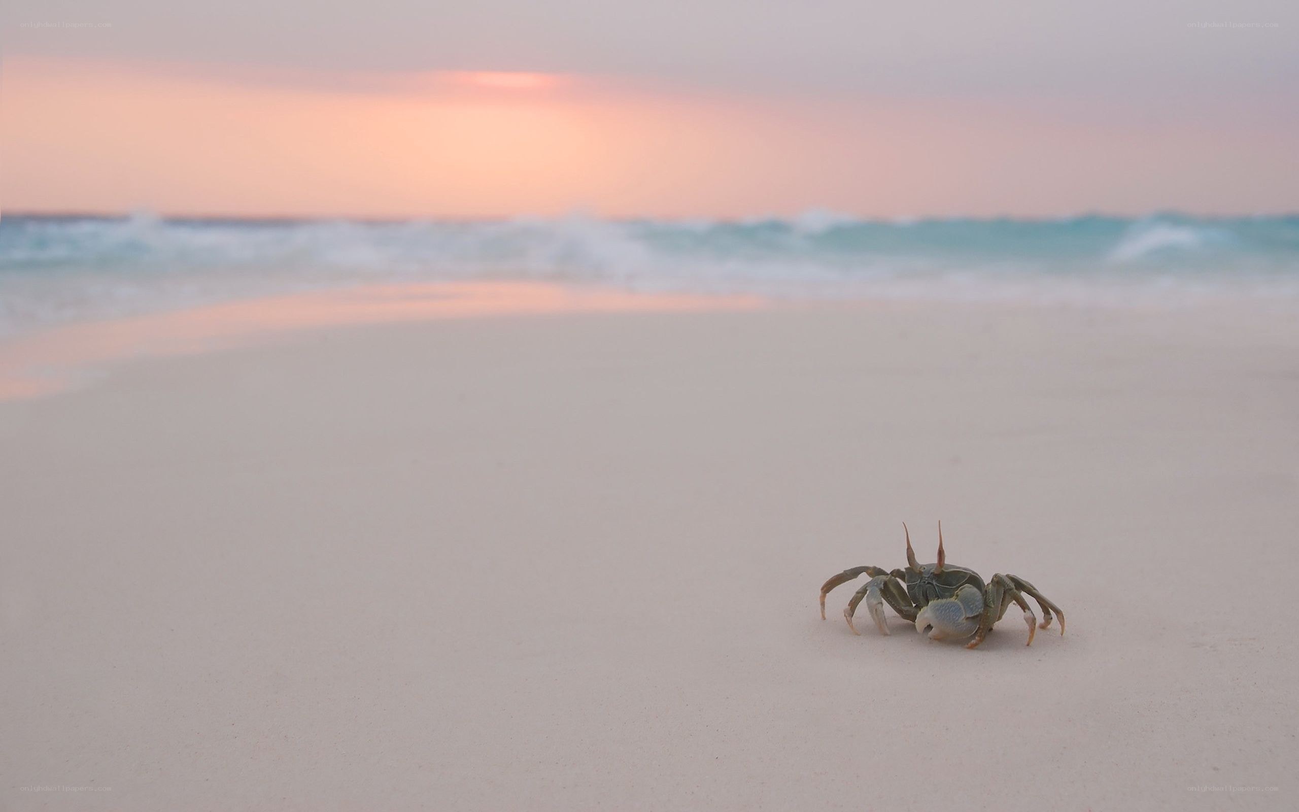 Crab on a beach at sunset