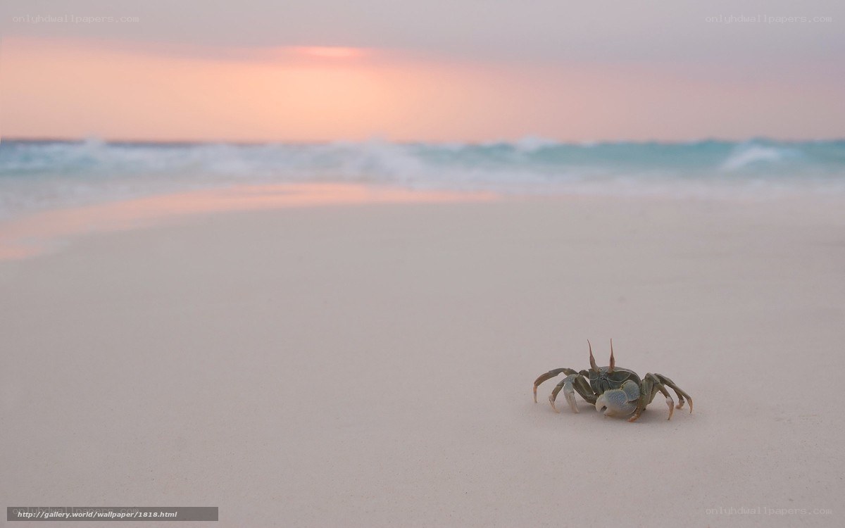 Crab on a beach at sunset