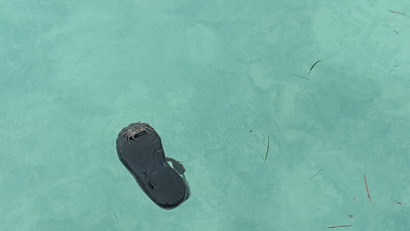 Crab on a Flip-flop