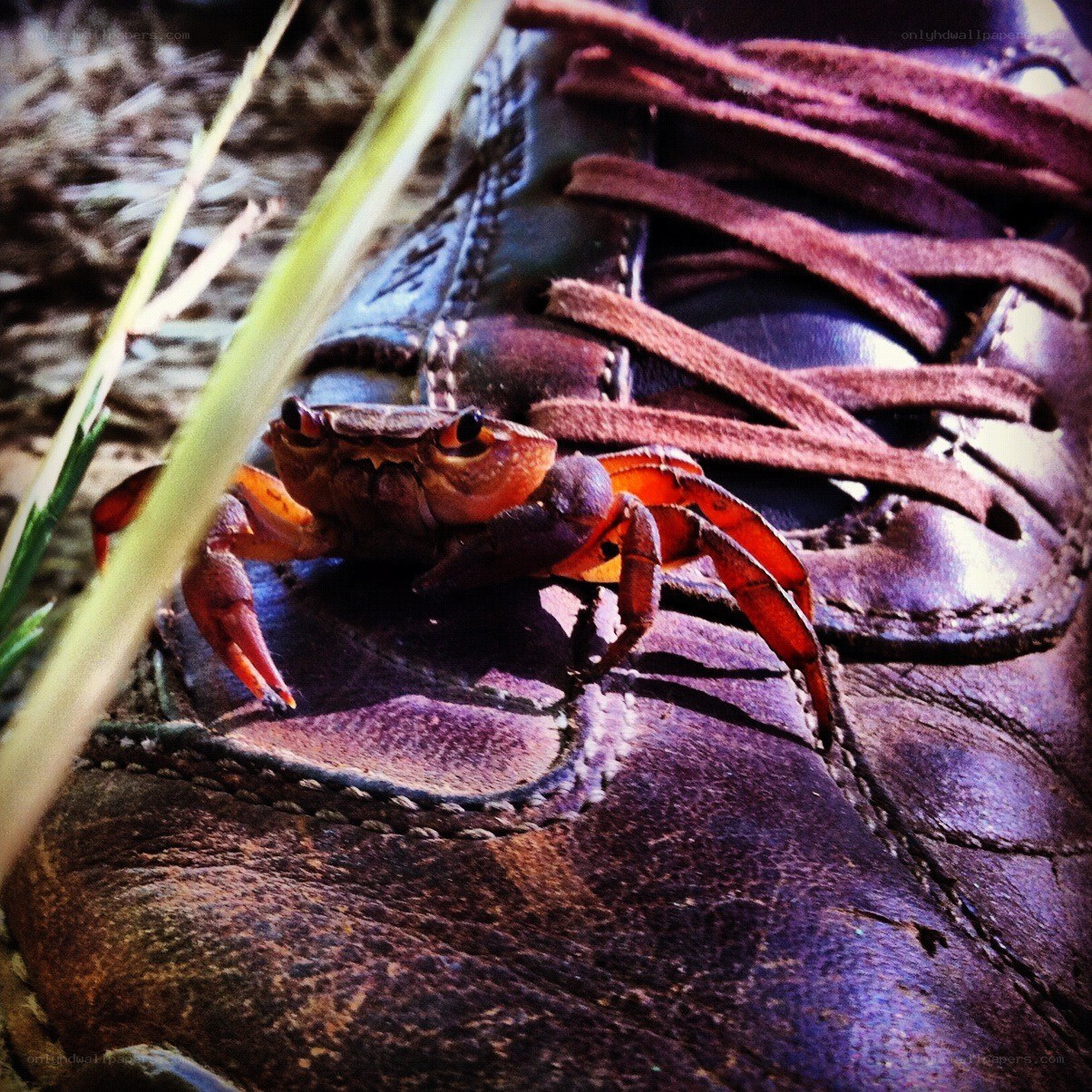 crab on a hiking boot