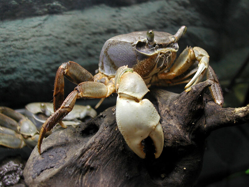 crab on a piece of driftwood