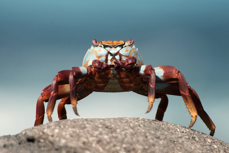 crab on a rock