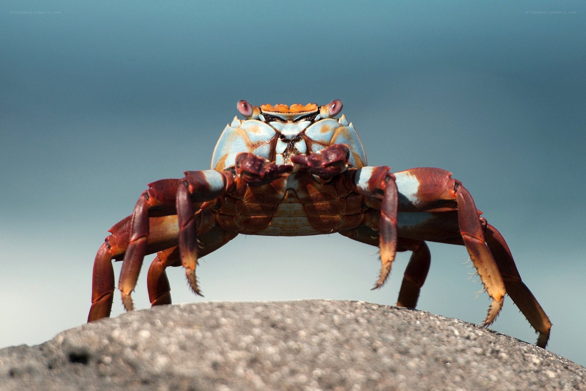 crab on a rock