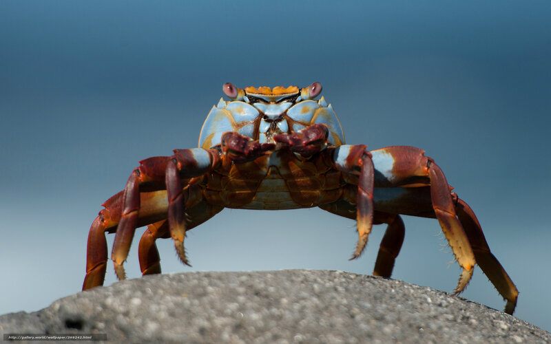 Crab on a Rock — Blue, Dramatic, Afternoon