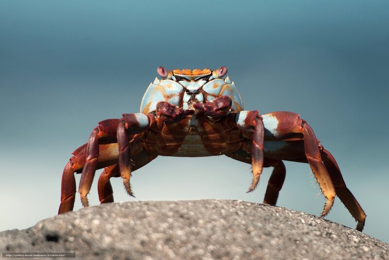Crab on a Rock — Blue, Dramatic