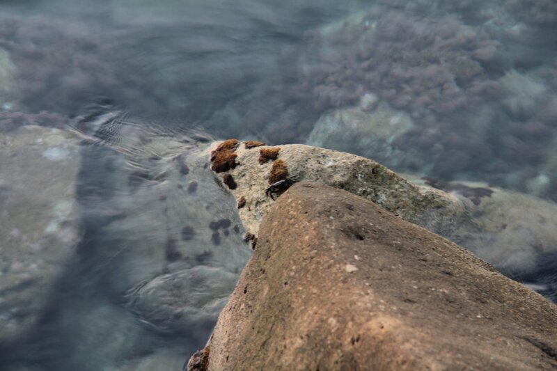 crab on a rock by the water