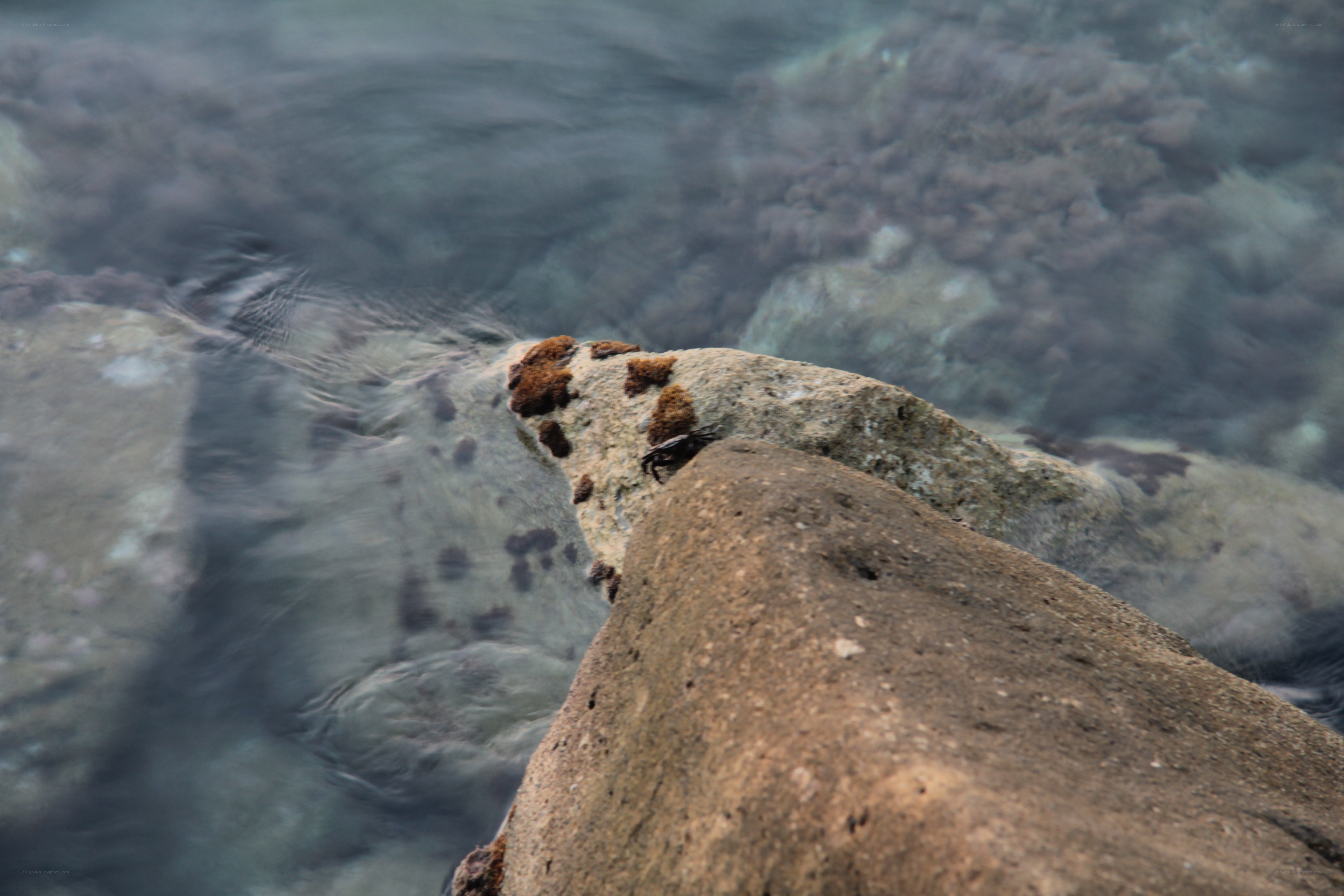 crab on a rock by the water