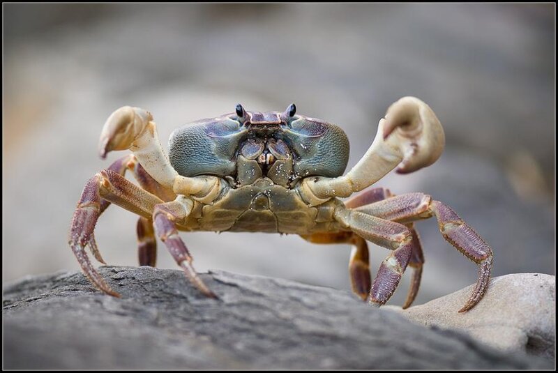 Crab on a Rock — Gray