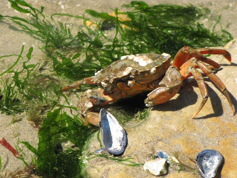 Crab on a Rock — Green
