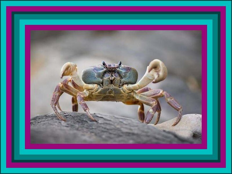 Crab on a Rock — Teal