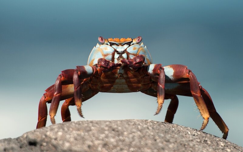 crab on a rock