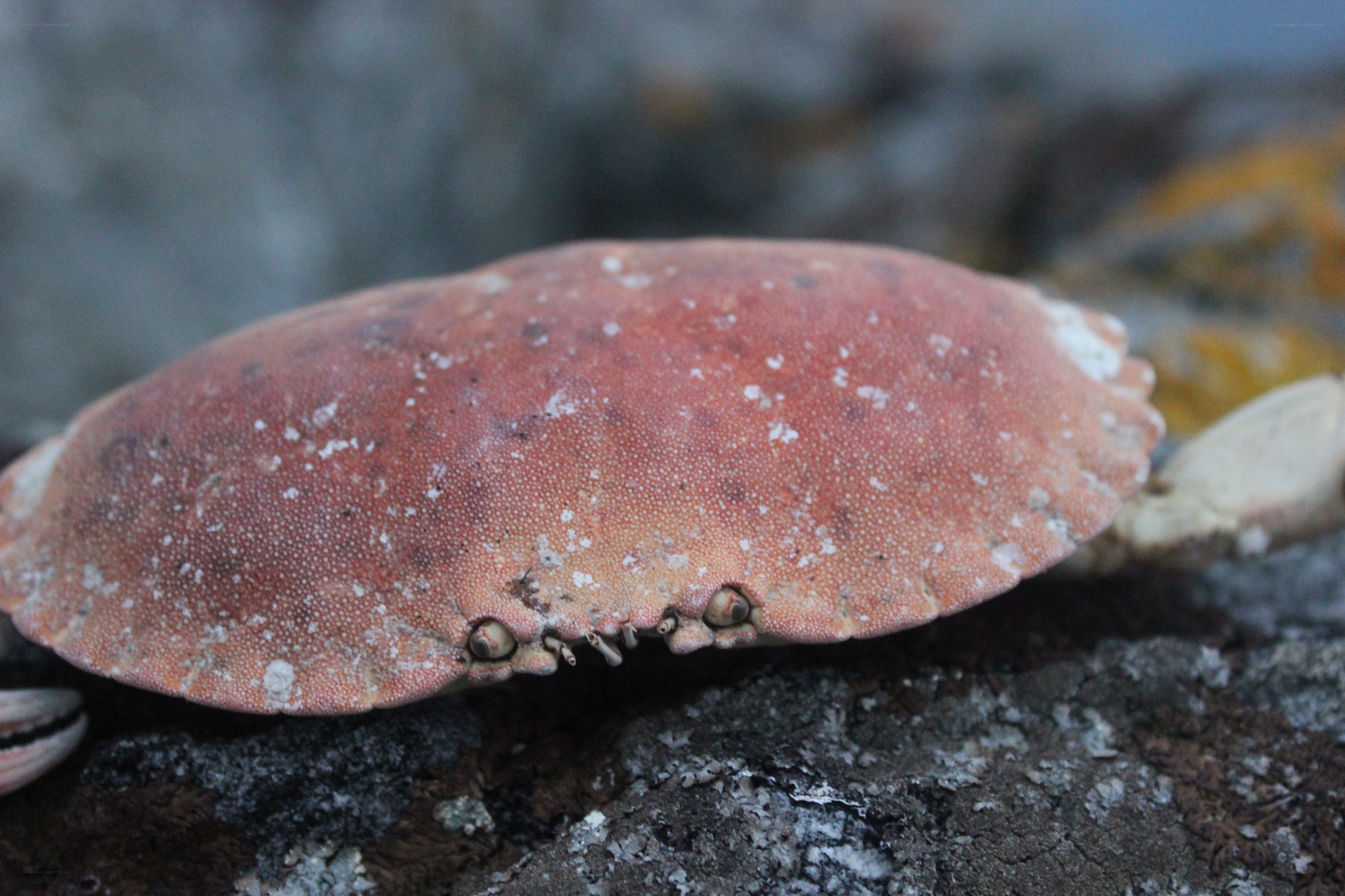 crab on a rocky shore