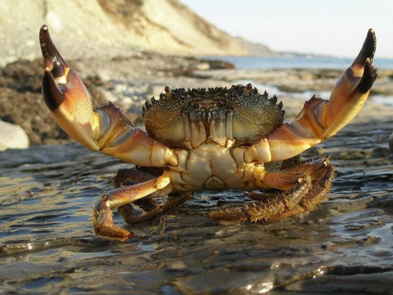 crab on a rocky shore