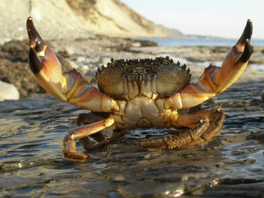 crab on a rocky shore