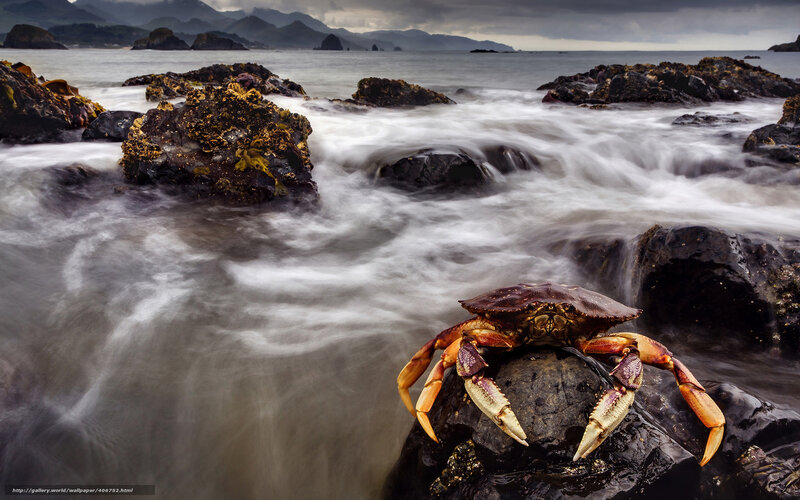 Crab on a rocky shore
