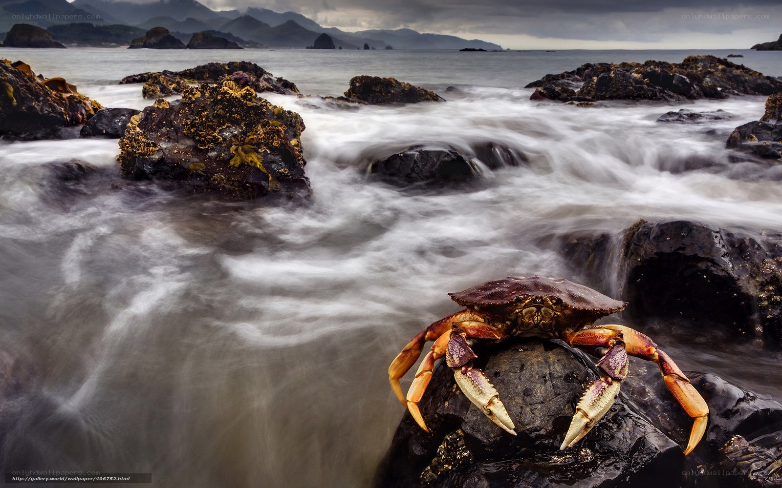 Crab on a rocky shore