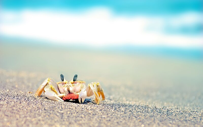 Crab on a sandy beach