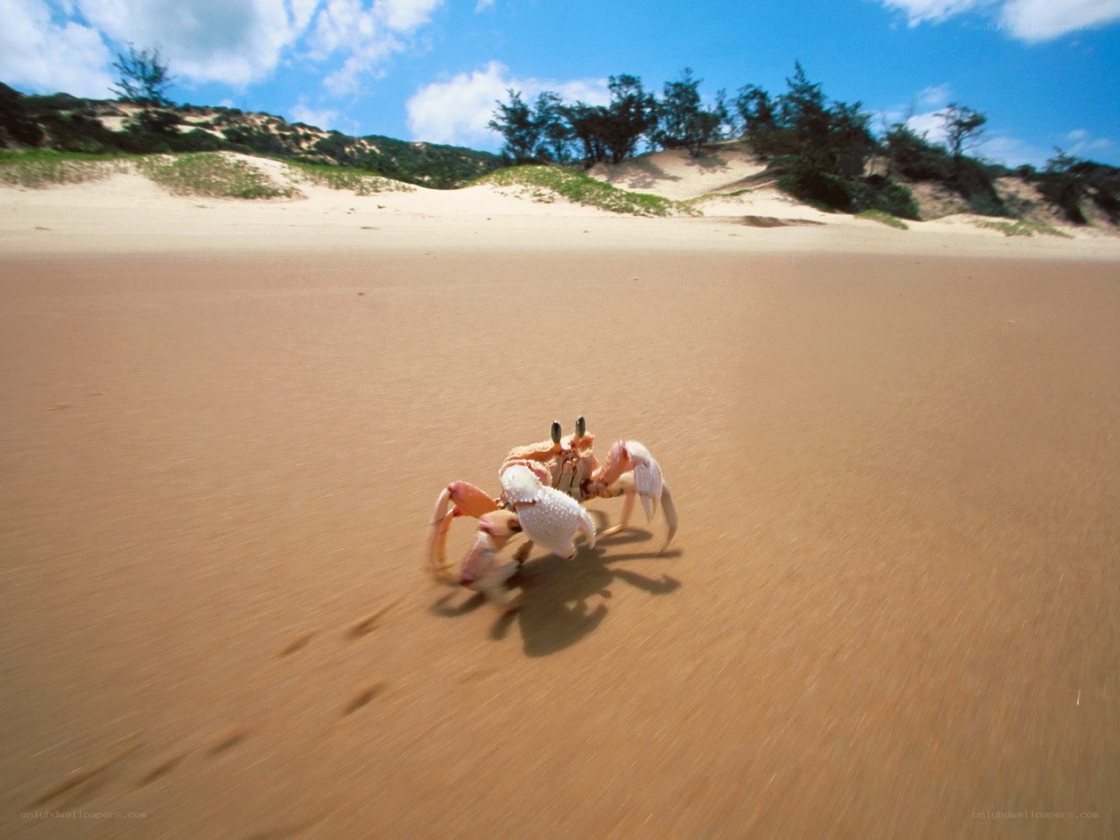 Crab on a sandy beach