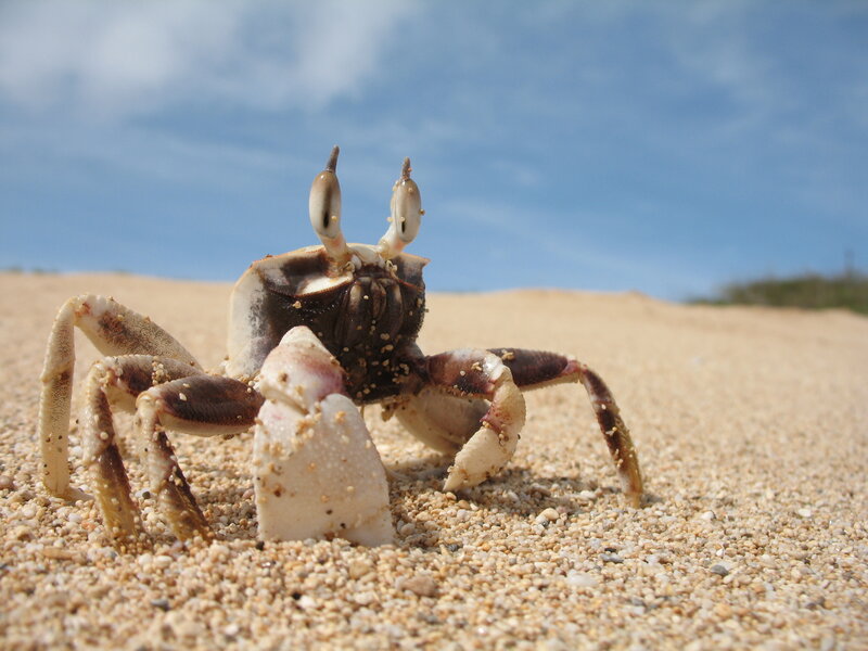 Crab on a sandy beach