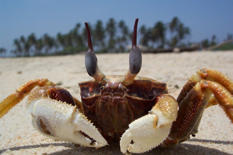 crab on a sandy beach