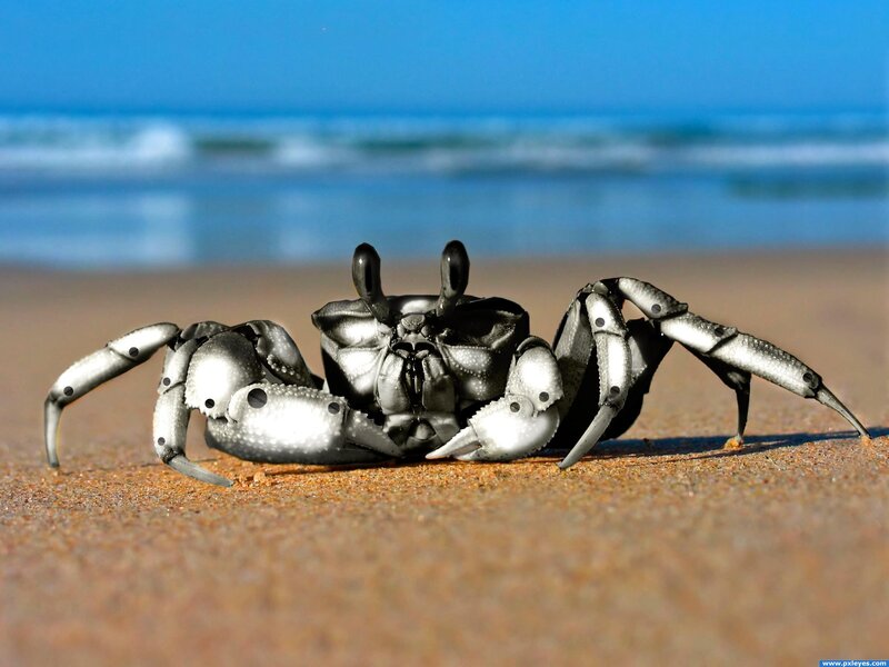 Crab on a sandy beach