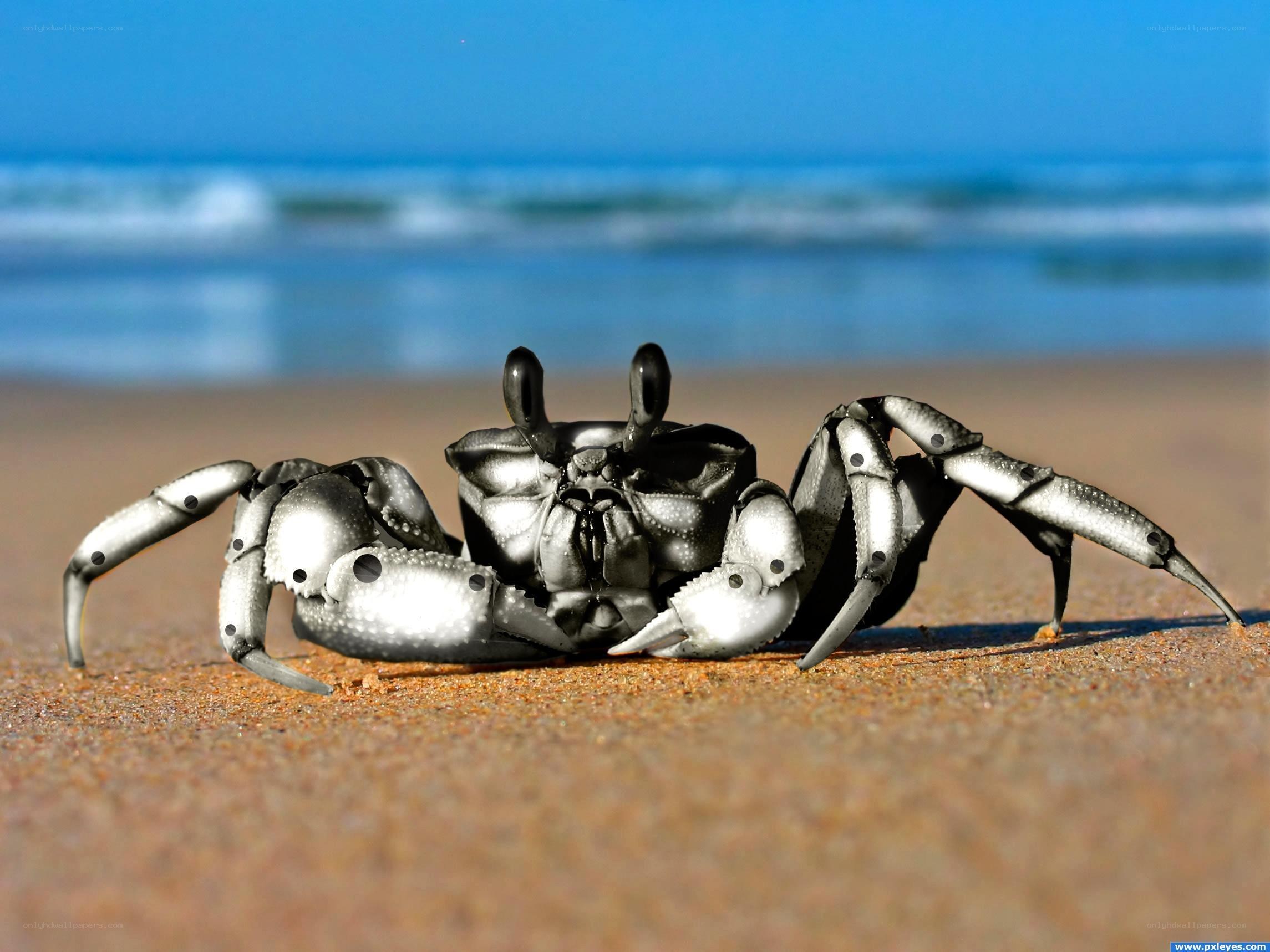 Crab on a sandy beach