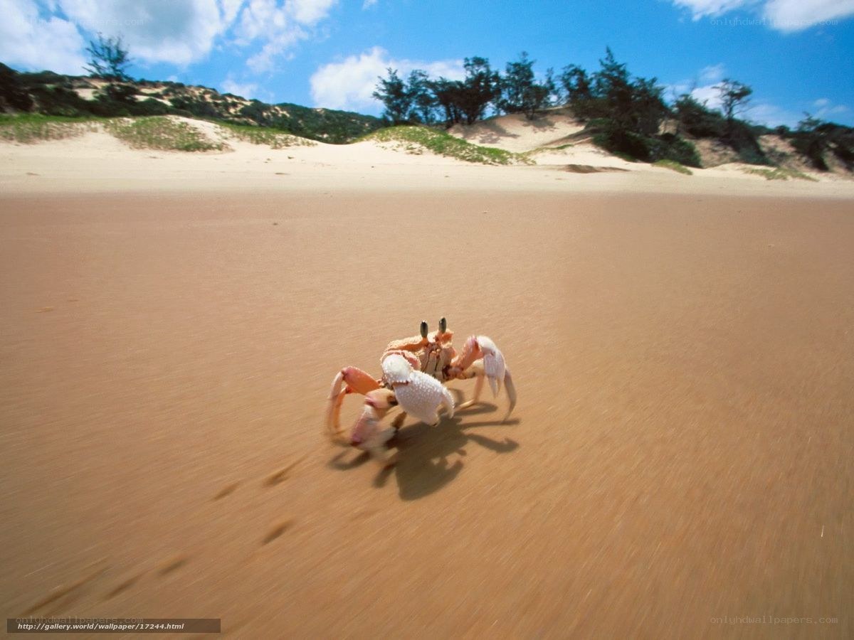 Crab on a sandy beach