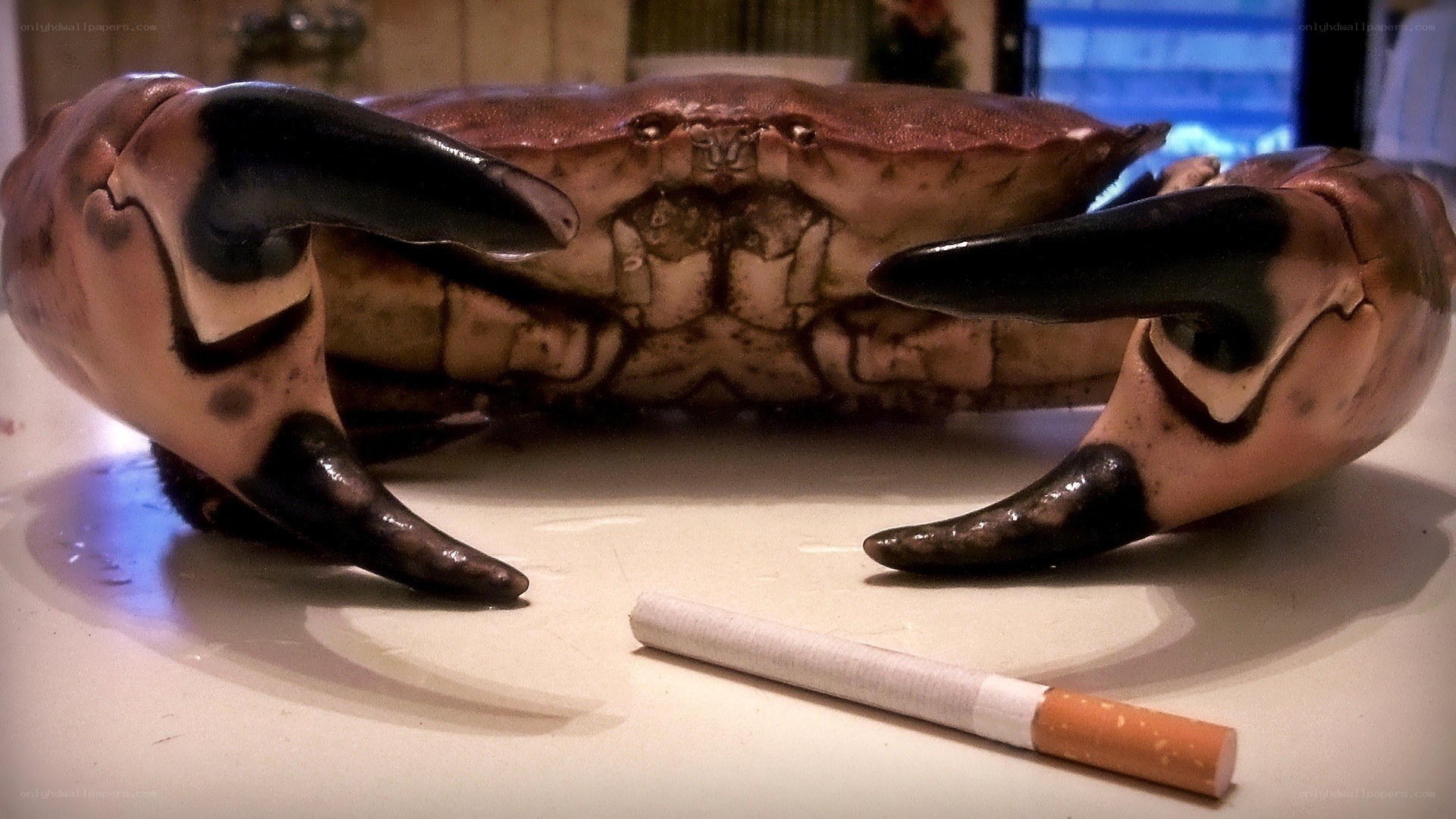 Crab on a table with cigarette