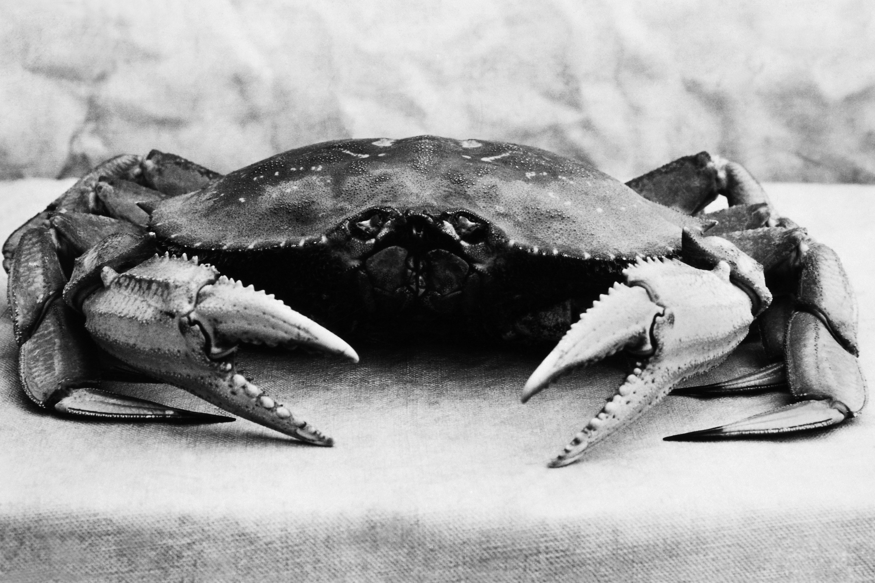 Crab on a textured surface