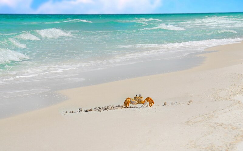 Crab on a tropical beach