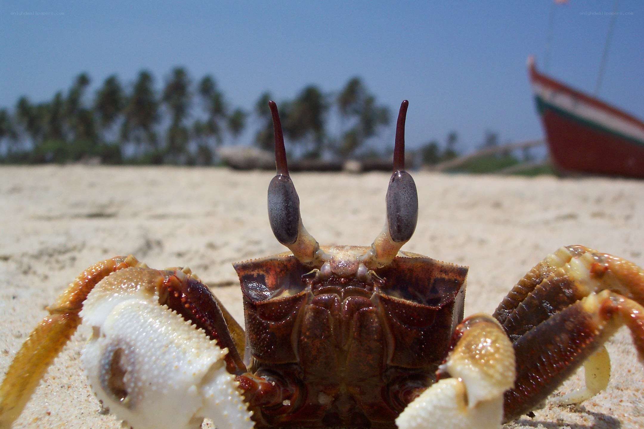 crab on a tropical beach