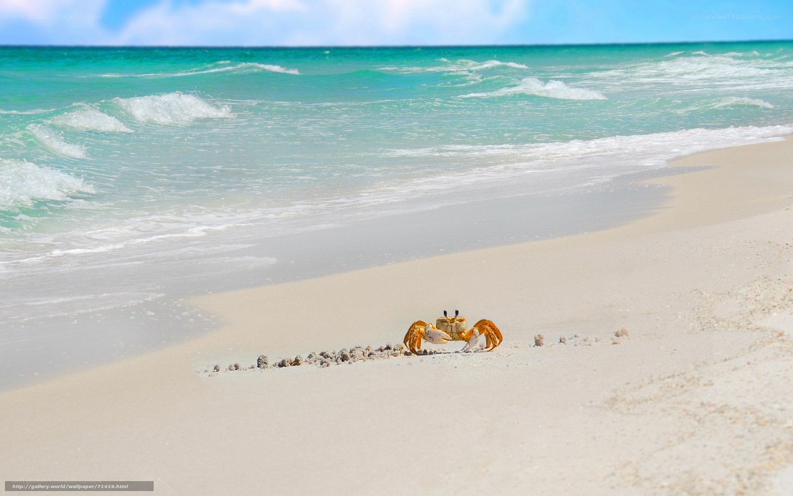 Crab on a tropical beach