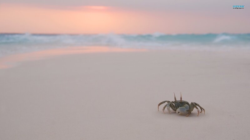 crab on beach at sunset
