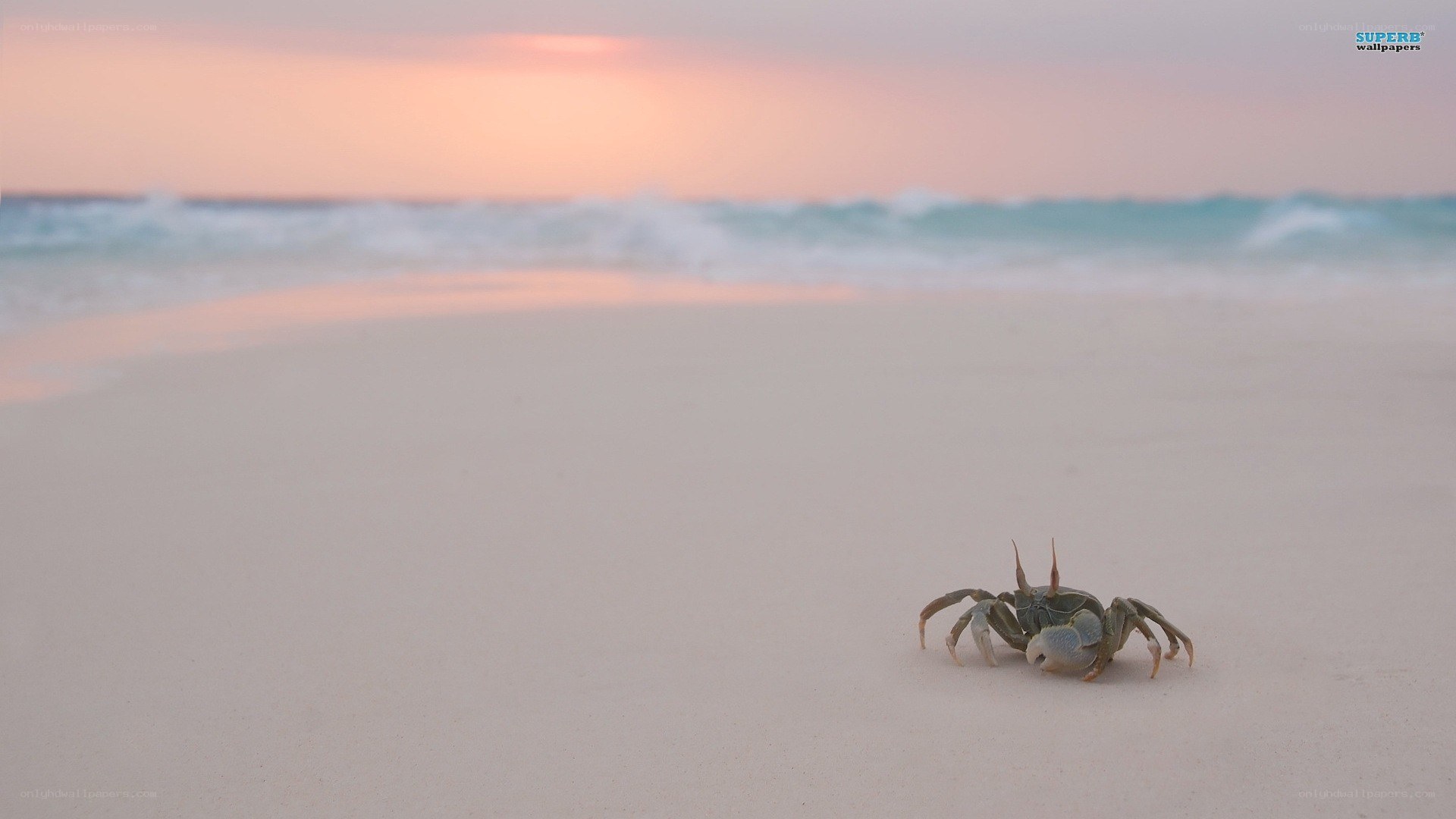 crab on beach at sunset
