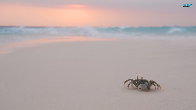 Crab on Beach