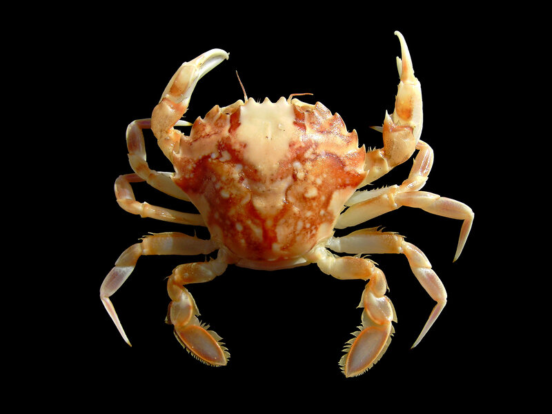 crab on black background