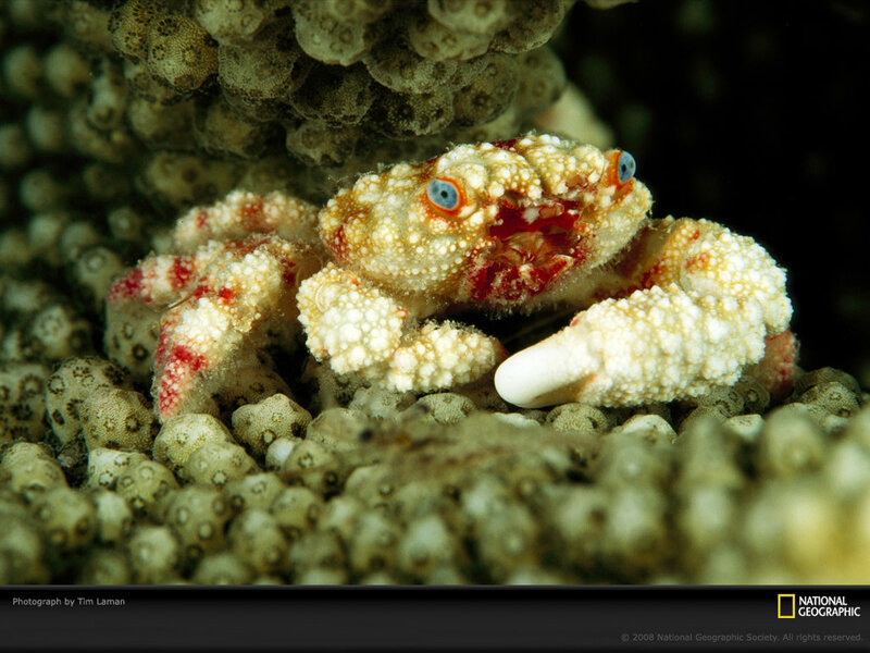 crab on coral reef