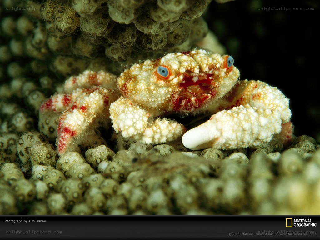 crab on coral reef