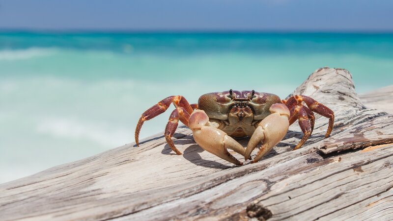 Crab on Driftwood