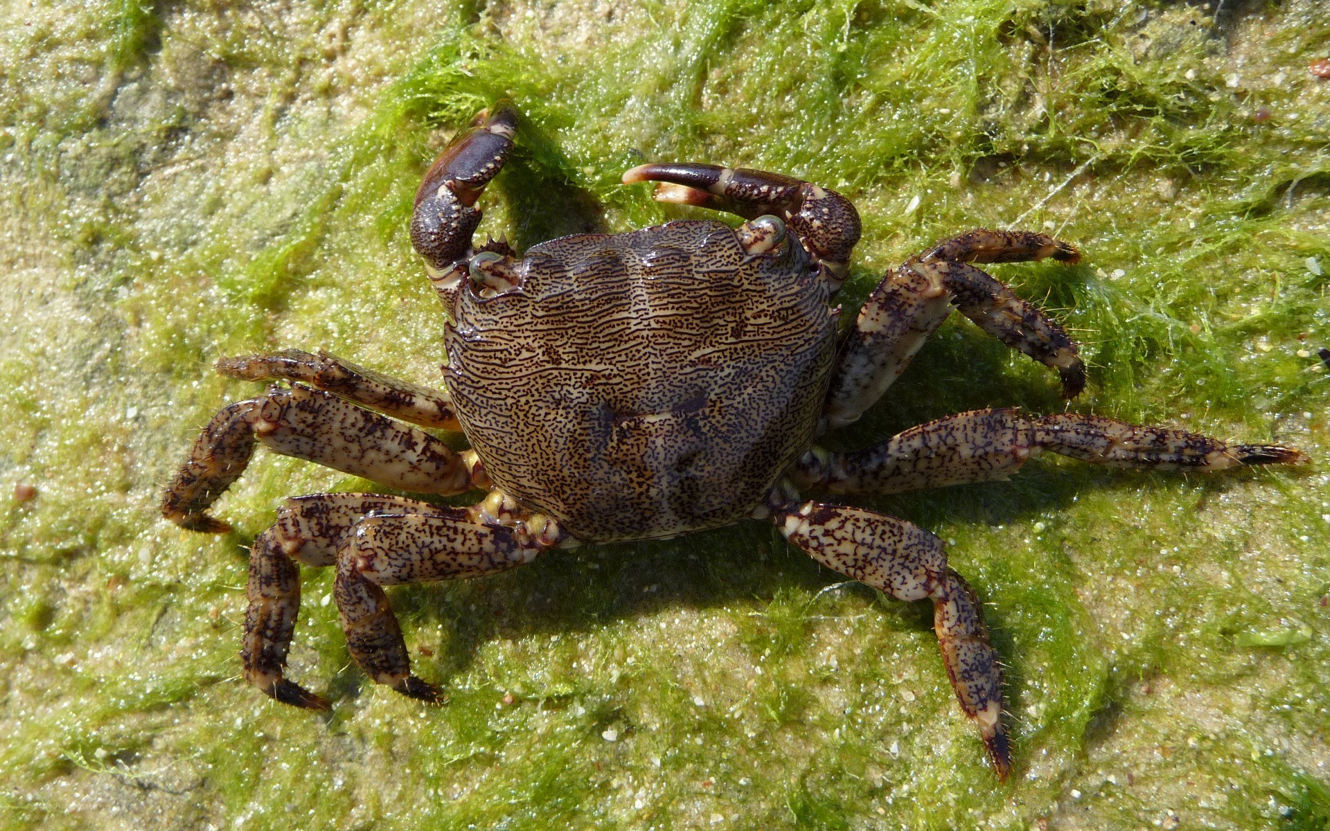 crab on green algae