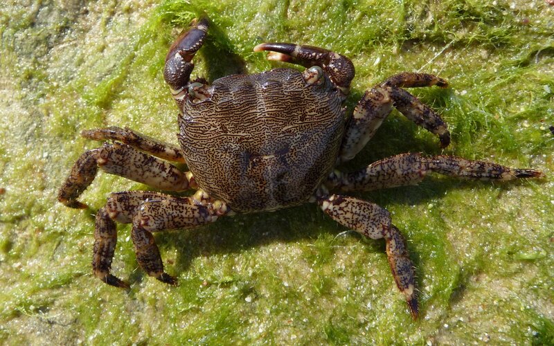 crab on green algae