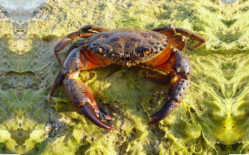Crab on Green Algae — Natural