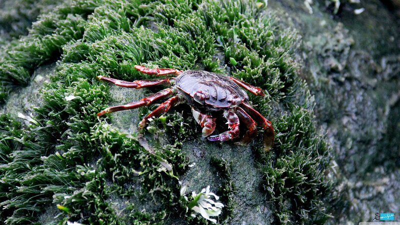 Crab on Green Moss — Natural