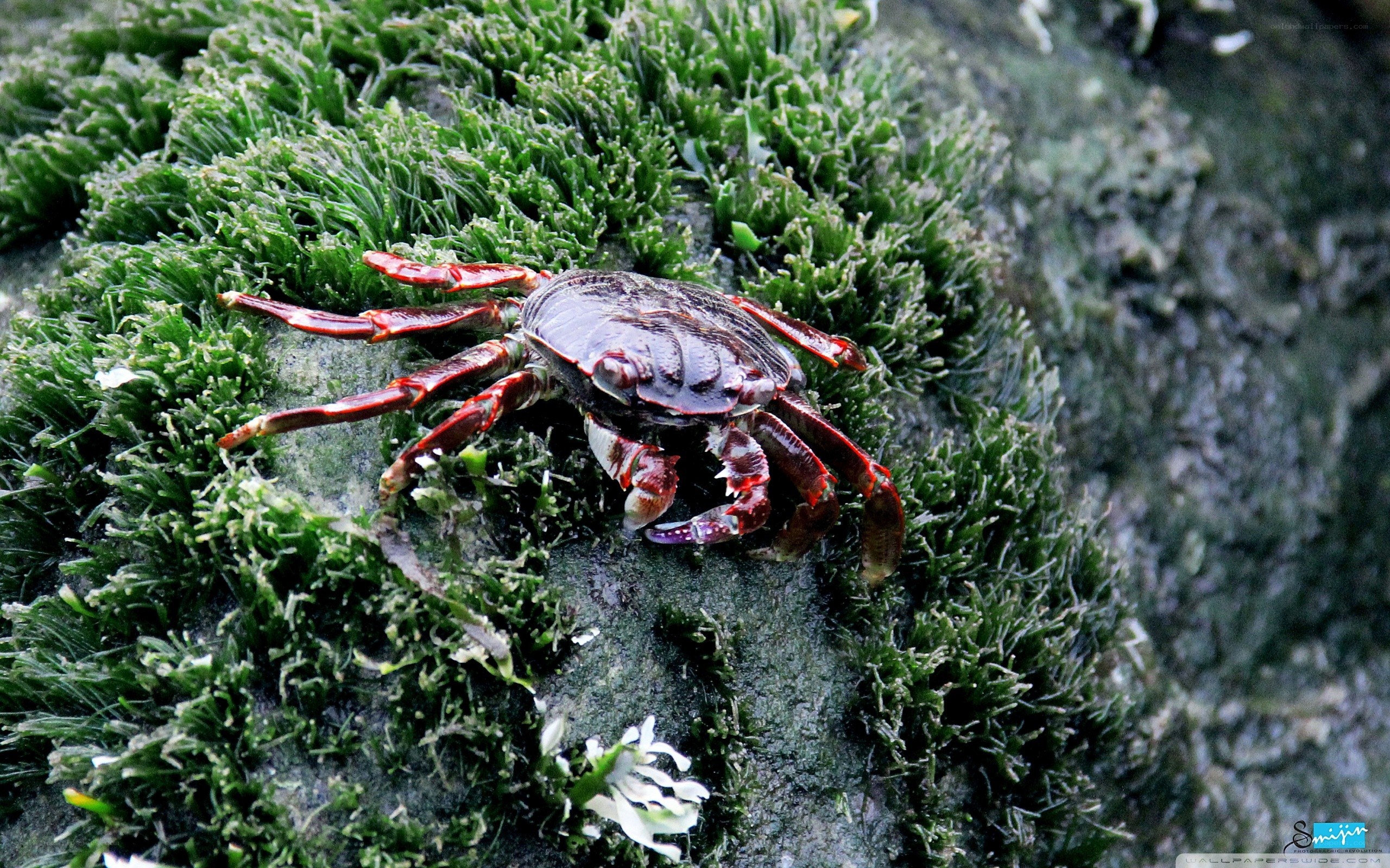 crab on green moss