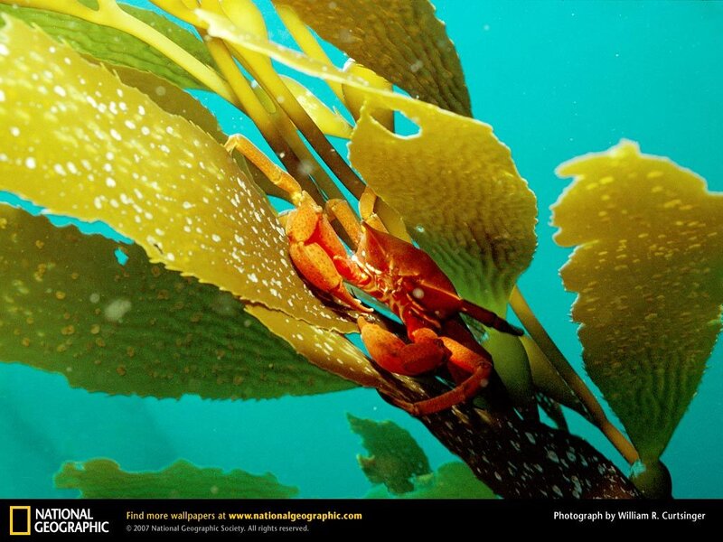 Crab on kelp underwater